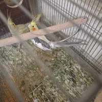 عروس هلندی|پرنده|شاهینشهر, برخوار غرب|دیوار