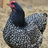 کارآفرینی با مرغ و خروس وارداتی در خانه و باغ|حیوانات مزرعه|اصفهان, خواجو|دیوار
