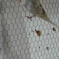 مرغ عشق انگلیسی