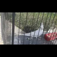 فروش عروس هلندی