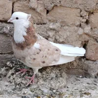 شازده سرور|پرنده|قم, نیروگاه|دیوار