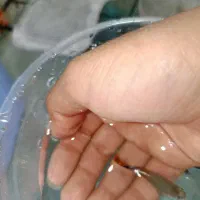 فروش انواع ماهی های گیاه خار و گوشت خار