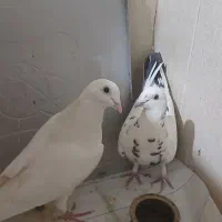 یک جفت کبوتر