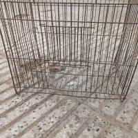 قفس|لوازم جانبی حیوانات|سبزوار, امام خمینی (ناوی)|دیوار