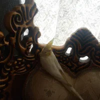 عروس هلندی