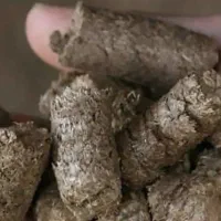 خوراک دام ملاس دار جایگزین کاه