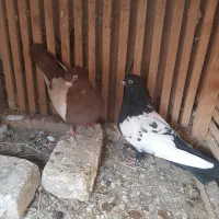 سینه ای نر ماده ماده چشم نوک سفید