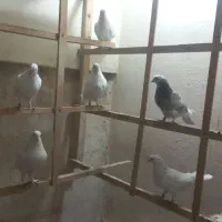 انگلیسی و پتی واله|پرنده|کرج, فاز ۵ مهرشهر|دیوار