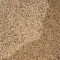 شالی فجر سوزنی ۷۵ روزه