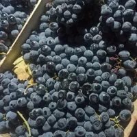 انگور دیم درجه یک رسید
