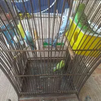 مرغ عشق انگلیسی