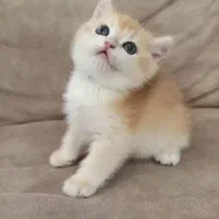 خرس کوچولوهای شیراز کت