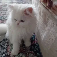 گربه پرشین صورت عروسکی