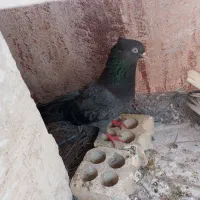 کفتر بوشهری