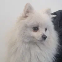 پامر عروسکی اصیل