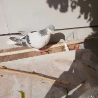 بدرنگ نر|پرنده|اقبالیه, |دیوار