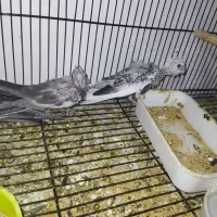 20جفت فنچ نرگسی و زبرا|پرنده|کاشمر, |دیوار