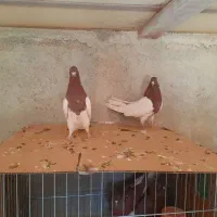 دوجفت کبوتر آنتیک