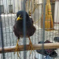 مرغ مینا|پرنده|بهارستان, |دیوار