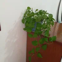 گل پتوس