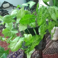 گل طبیعی|گل و گیاه طبیعی|اردبیل, |دیوار