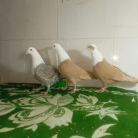 3 عدد کلاغ زرد خوشگل|پرنده|تربتحیدریه, بالا ولایت|دیوار