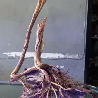 دکور آکواریوم سنگ و چوب طبیعی