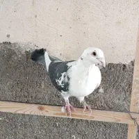 معاوضه با پلاکی جان اردن و‌گرافت (بافق)|پرنده|یزد, |دیوار