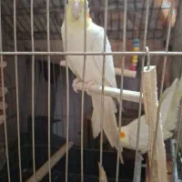 عروس هلندی