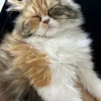 گربه|گربه|آبادان, |دیوار