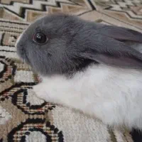 خرگوش|موش و خرگوش|خورموج, |دیوار