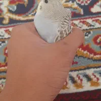 پرنده(مرغ عشق)|پرنده|قوچان, |دیوار