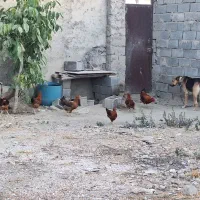 مرغ و خروس تعداد ۶ عدد و سگ ژرمن نر در هشتگرد