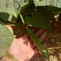 جویای کار و شراکت مرتبط با کشاورزی یا گلخونه