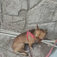 سگ شیواوا|سگ|کرمان, |دیوار