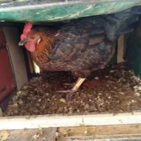 مرغ محلی کرچ