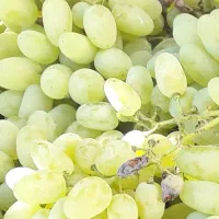 انگور عسگری درجه یک