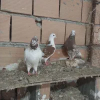 سه تا ماده|حیوانات|گرگان, |دیوار