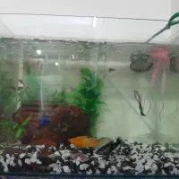 اکواریوم اوردم براتون