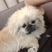 امپریال پیکینیز