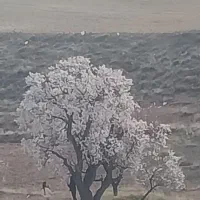 خرید و فروش تخصصی زمین  پرنیان