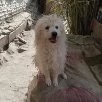 گمشده هرکی پیداکردخبربده ممنون مژدگامی محفوظ هست