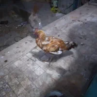 سلام مرغ وخروس فروشی سالم سالم هیچ مشکلی ندارن