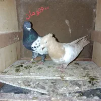 کبوتر|پرنده|عجب شیر, |دیوار