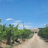 فروش-زمین-باغی