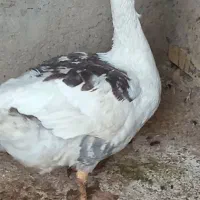 غاز بزرگ