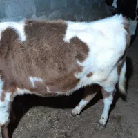 گوساله نر|حیوانات مزرعه|مرادلو, |دیوار