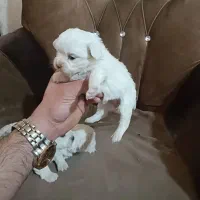 توله مالتیز|سگ|ماهدشت, |دیوار