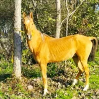 نریان ترکمن 4سال