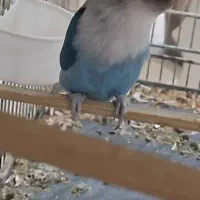 طوطی برزیلی|پرنده|بروجرد, |دیوار